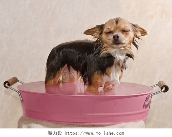 在粉红色的浴盆里洗澡的吉娃娃特写考虑一个浴常设在粉红色的浴缸的吉娃娃小狗